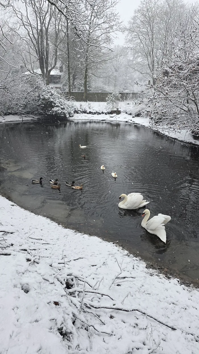 Zwanen en eenden op de bevroren vijver achter de zaal, met sneeuw op de takken.